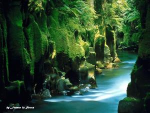 Canyon nella foresta di Whirinaki - Nuova Zelanda