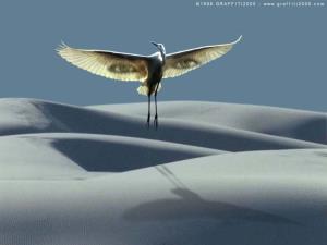 Uccello nel deserto