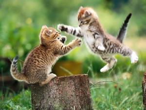 Battaglia di gatti