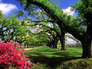 Boone Hall Plantation - South Carolina - USA