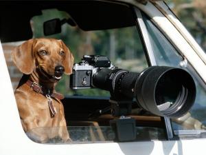 Sorridi! Sei su Canin-Camera!
