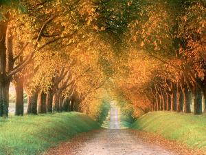 Strada in autunno - Regione di Cognac- Francia