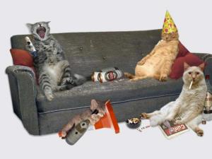 Cat's party