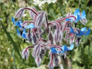 Blu flower