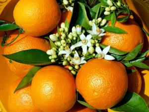 Arance e fiori d'arancio