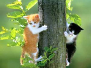 Gatti in scalata