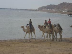Dromedari, deserto del Sinai