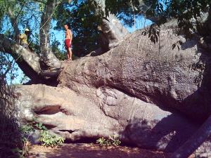 Baobab gigante