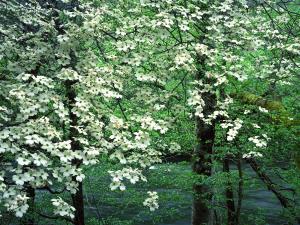 Albero in fiore e ruscello in Tennessee