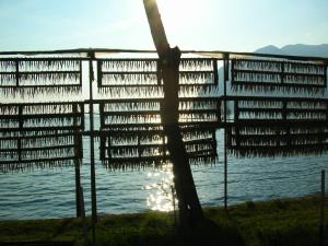 pesci essicati al sole