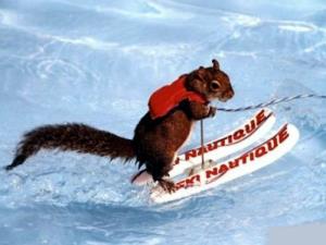 scoiattolo sugli sci