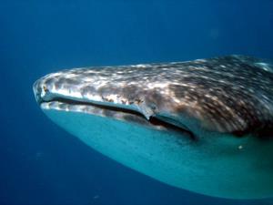 il gigante del mare,squalo balena