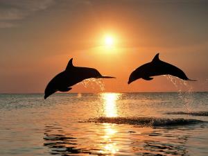 tramonto con delfini