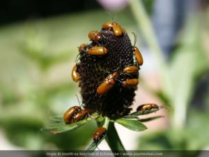 Orgia di insetti su bocciolo di Echinacea