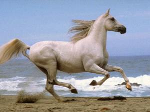 Cavallo bianco sulla spiaggia