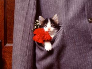 Gattino in tasca