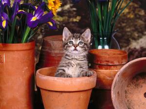 Gattino nel vaso