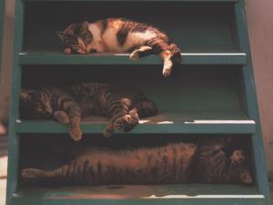 Gatti che dormono sulle scale
