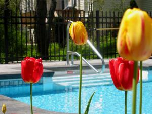 Tulipani davanti alla piscina