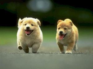 Cuccioli che corrono