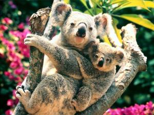 Mamma koala e cucciolo