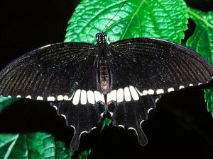 Dark butterfly australiana
