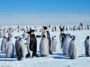 Colonia di pinguini imperatore