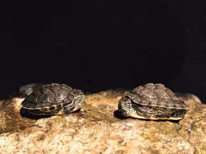 Due piccole tartarughe