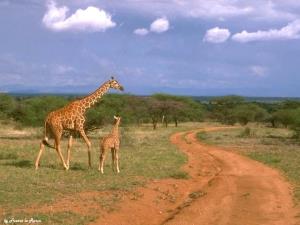 Giraffa con cucciolo
