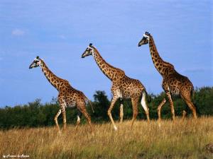 Tre giraffe
