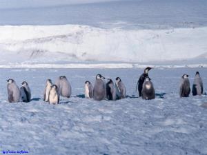 Colonia di cuccioli di pinguini imperatore
