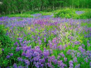 Tappeto di fiori viola