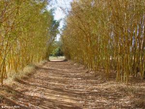 Passaggio tra i bambù