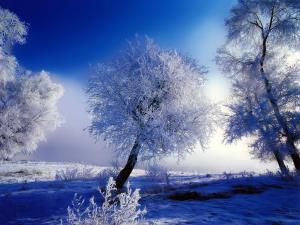 Neve e alberi