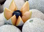 Melone retato 