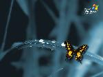 Wallpaper XP Butterfly
