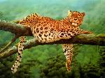 Wallpaper Leopardo