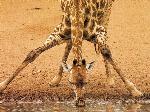 Wallpaper Giraffa