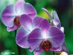 Orchidee blu