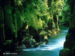 Canyon nella foresta di Whirinaki - Nuova Zelanda