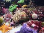 Flora e fauna sottomarina