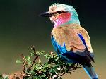 Wallpaper Lilac Breasted Roller