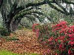 Magnolia Plantation - Charleston - South Carolina - USA