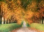 Wallpaper Strada in autunno - Regione di Cognac- Francia