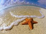Wallpaper Spiaggia con stella marina