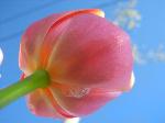 Wallpaper tulipano rosa