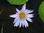 fiore a mauritius