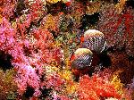 Wallpaper coralli