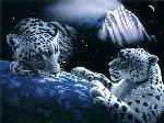 Tigri bianche fantasy
