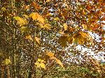 Wallpaper foglie d'autunno